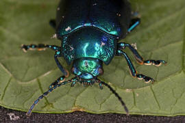 Oreina alpestris / Vernderlicher Bergblattkfer / Blattkfer - Chrysomelidae - Chrysomelinae