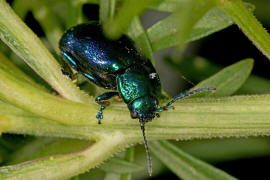 Oreina alpestris / Vernderlicher Bergblattkfer / Blattkfer - Chrysomelidae - Chrysomelinae