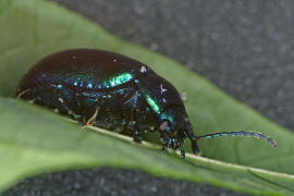 Oreina alpestris / Vernderlicher Bergblattkfer / Blattkfer - Chrysomelidae - Chrysomelinae