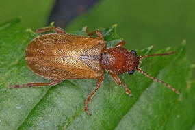 Orsodacne humeralis (syn. Orsodacne lineola) / Behaartes Blatthhnchen / Blattkfer - Chrysomelidae / Unterfamilie: Orsodacninae