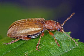 Orsodacne humeralis (syn. Orsodacne lineola) / Behaartes Blatthhnchen / Blattkfer - Chrysomelidae / Unterfamilie: Orsodacninae