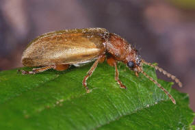 Orsodacne humeralis (syn. Orsodacne lineola) / Behaartes Blatthhnchen / Blattkfer - Chrysomelidae / Unterfamilie: Orsodacninae