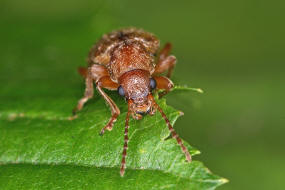 Orsodacne humeralis (syn. Orsodacne lineola) / Behaartes Blatthhnchen / Blattkfer - Chrysomelidae / Unterfamilie: Orsodacninae