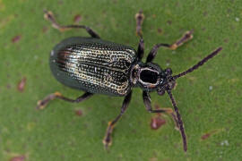 Oulema obscura (syn. Oulema gallaeciana, Lema lichenis) / Blaues Getreidehhnchen / Blattkfer - Chrysomelidae / Zirpkfer - Criocerinae