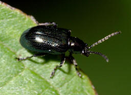 Oulema obscura (syn. Oulema gallaeciana, Lema lichenis) / Blaues Getreidehhnchen / Blattkfer - Chrysomelidae / Zirpkfer - Criocerinae