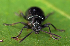 Oulema obscura (syn. Oulema gallaeciana, Lema lichenis) / Blaues Getreidehhnchen / Blattkfer - Chrysomelidae / Zirpkfer - Criocerinae