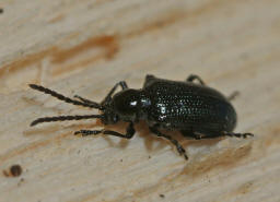 Oulema obscura (syn. Oulema gallaeciana, Lema lichenis) / Blaues Getreidehhnchen / Blattkfer - Chrysomelidae / Zirpkfer - Criocerinae