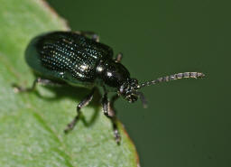 Oulema obscura (syn. Oulema gallaeciana, Lema lichenis) / Blaues Getreidehhnchen / Blattkfer - Chrysomelidae / Zirpkfer - Criocerinae