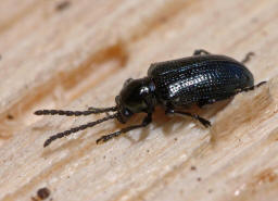 Oulema obscura (syn. Oulema gallaeciana, Lema lichenis) / Blaues Getreidehhnchen / Blattkfer - Chrysomelidae / Zirpkfer - Criocerinae