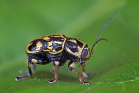 Pachybrachis tesselatus / Eichen-Scheckenkfer / Blattkfer - Chrysomelidae - Cryptocephalinae