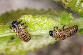 Phratora vitellinae / Kleiner Weidenblattkfer (Larven) / Blattkfer - Chrysomelidae