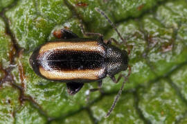 Phyllotreta vittula / Gersten-Flohkfer / Blattkfer - Chrysomelidae