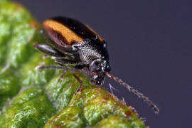 Phyllotreta vittula / Gersten-Flohkfer / Blattkfer - Chrysomelidae