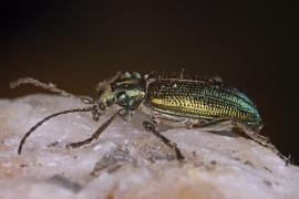 Plateumaris sericea / Seidiger Rohrkfer / Blattkfer - Chrysomelidae - Donaciinae