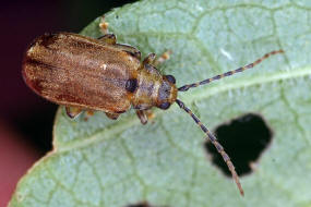 Pyrrhalta viburni / Schneeball-Blattkfer / Blattkfer - Chrysomelidae - Galerucinae