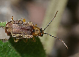 Pyrrhalta viburni / Schneeball-Blattkfer / Blattkfer - Chrysomelidae - Galerucinae
