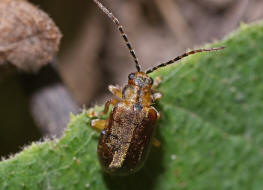 Pyrrhalta viburni / Schneeball-Blattkfer / Blattkfer - Chrysomelidae - Galerucinae