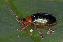 Sermylassa halensis / Hallescher Blattkfer / Blattkfer - Chrysomelidae - Galerucinae