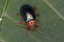 Sermylassa halensis / Hallescher Blattkfer / Blattkfer - Chrysomelidae - Galerucinae