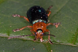 Sermylassa halensis / Hallescher Blattkfer / Blattkfer - Chrysomelidae - Galerucinae