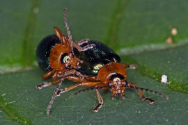 Sermylassa halensis / Hallescher Blattkfer / Blattkfer - Chrysomelidae - Galerucinae