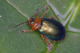 Sermylassa halensis / Hallescher Blattkfer / Blattkfer - Chrysomelidae - Galerucinae