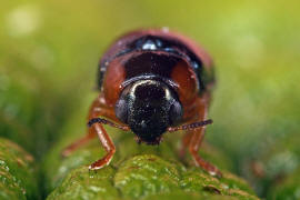 Smaragdina affinis (syn. Gynandrophthalma affinis) / Hasel-Smaragdblattkfer / Blattkfer - Chrysomelidae - Clytrinae