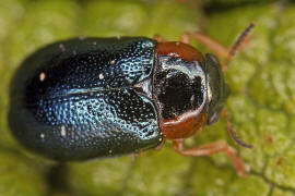 Smaragdina affinis (syn. Gynandrophthalma affinis) / Hasel-Smaragdblattkfer / Blattkfer - Chrysomelidae - Clytrinae