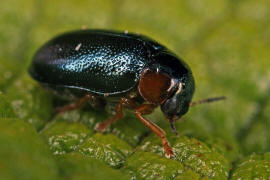 Smaragdina affinis (syn. Gynandrophthalma affinis) / Hasel-Smaragdblattkfer / Blattkfer - Chrysomelidae - Clytrinae