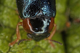 Smaragdina affinis (syn. Gynandrophthalma affinis) / Hasel-Smaragdblattkfer / Blattkfer - Chrysomelidae - Clytrinae