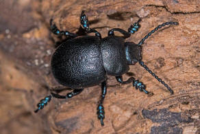 Timarcha goettingensis / Kleiner Tatzenkfer / Blattkfer - Chrysomelidae - Chrysomelinae