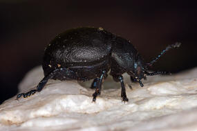 Timarcha goettingensis / Kleiner Tatzenkfer / Blattkfer - Chrysomelidae - Chrysomelinae