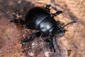 Timarcha goettingensis / Kleiner Tatzenkfer / Blattkfer - Chrysomelidae - Chrysomelinae