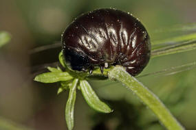 Timarcha goettingensis / Kleiner Tatzenkfer (Larve) / Blattkfer - Chrysomelidae - Chrysomelinae