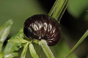 Timarcha goettingensis / Kleiner Tatzenkfer (Larve) / Blattkfer - Chrysomelidae - Chrysomelinae
