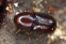 Cis castaneus (= Cis nitidus) / Ohne deutschen Namen / Schwammkfer - Cisidae (auch Ciidae)