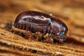 Cis castaneus (= Cis nitidus) / Ohne deutschen Namen / Schwammkfer - Cisidae (auch Ciidae)
