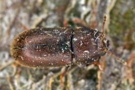 Cis dentatus / Ohne deutschen Namen (Mnnchen) / Schwammkfer - Cisidae (auch Ciidae)