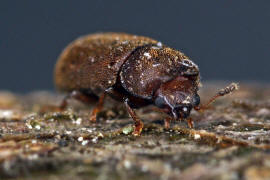 Cis dentatus / Ohne deutschen Namen (Mnnchen) / Schwammkfer - Cisidae (auch Ciidae)