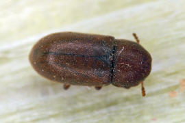 Cis dentatus / Ohne deutschen Namen (Weibchen) / Schwammkfer - Cisidae (auch Ciidae)