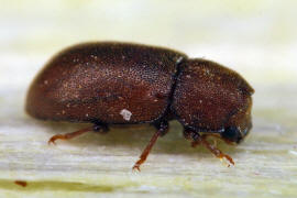 Cis dentatus / Ohne deutschen Namen (Weibchen) / Schwammkfer - Cisidae (auch Ciidae)