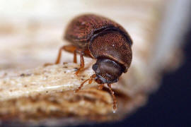 Cis hispidus / Ohne deutschen Namen / Schwammkfer - Cisidae (auch Ciidae)