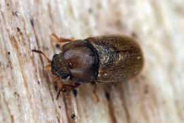 Cis micans / Ohne deutschen Namen / Schwammkfer - Cisidae (auch Ciidae)