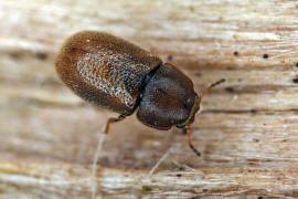 Cis micans / Ohne deutschen Namen / Schwammkfer - Cisidae (auch Ciidae)