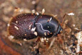 Ropalodontus perforatus / Gewhnlicher Langhaar-Schwammfresser / Schwammkfer - Cisidae (auch Ciidae)