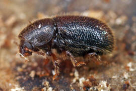 Ropalodontus perforatus / Gewhnlicher Langhaar-Schwammfresser / Schwammkfer - Cisidae (auch Ciidae)