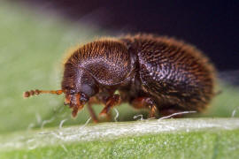 Ropalodontus perforatus / Gewhnlicher Langhaar-Schwammfresser / Schwammkfer - Cisidae (auch Ciidae)