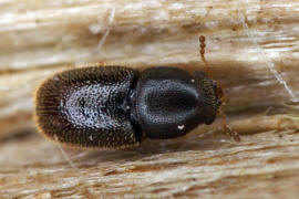 Sulcacis fronticornis / Ohne deutschen Namen / Schwammkfer - Cisidae (auch Ciidae)