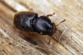 Sulcacis fronticornis / Ohne deutschen Namen / Schwammkfer - Cisidae (auch Ciidae)