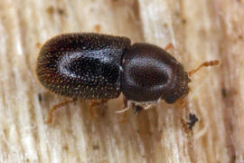 Sulcacis fronticornis / Ohne deutschen Namen / Schwammkfer - Cisidae (auch Ciidae)